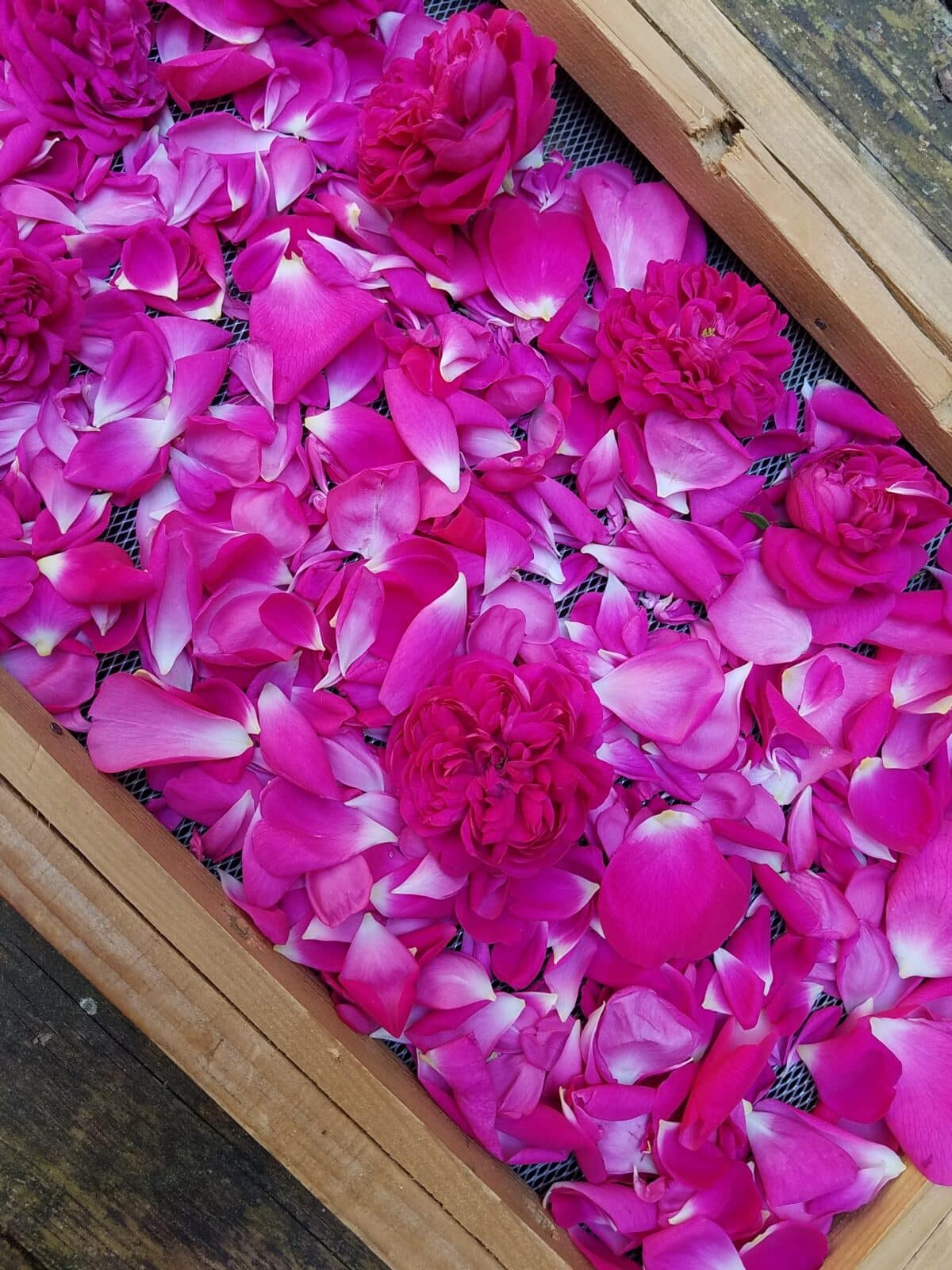 Huile florale "Rouge gorge", huile de massage – Image 3
