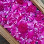 Huile florale "Rouge gorge", huile de massage – Image 3