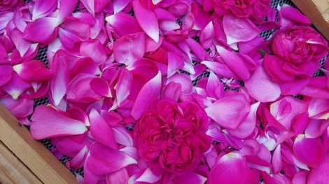 Pétales de roses de Damas, Centifolia et de Provins de la ferme Cassiopée