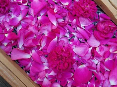 Pétales de roses de Damas, Centifolia et de Provins de la ferme Cassiopée