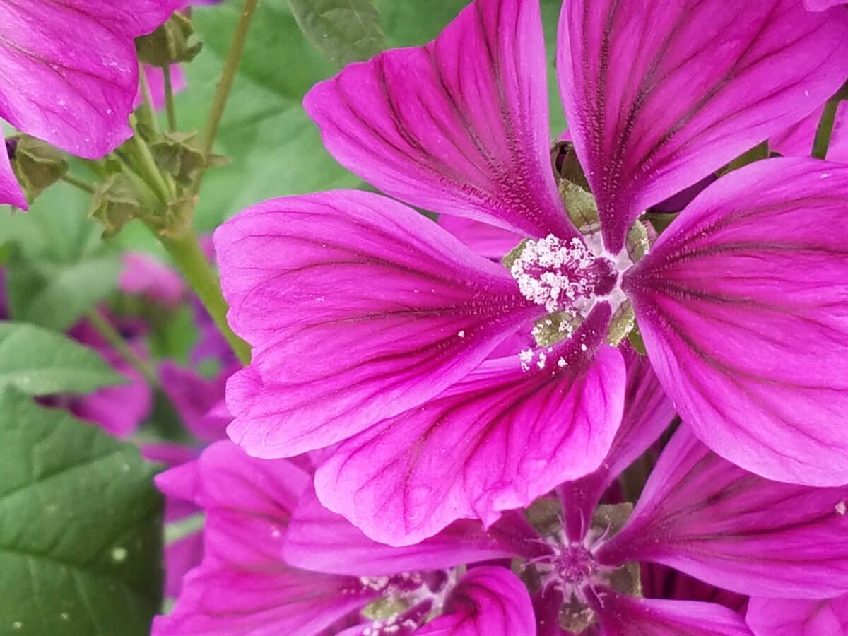 Mauve sylvestre – Image 2