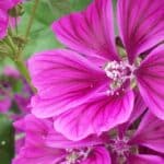 Huile florale "Écrevisse", huile de massage – Image 3