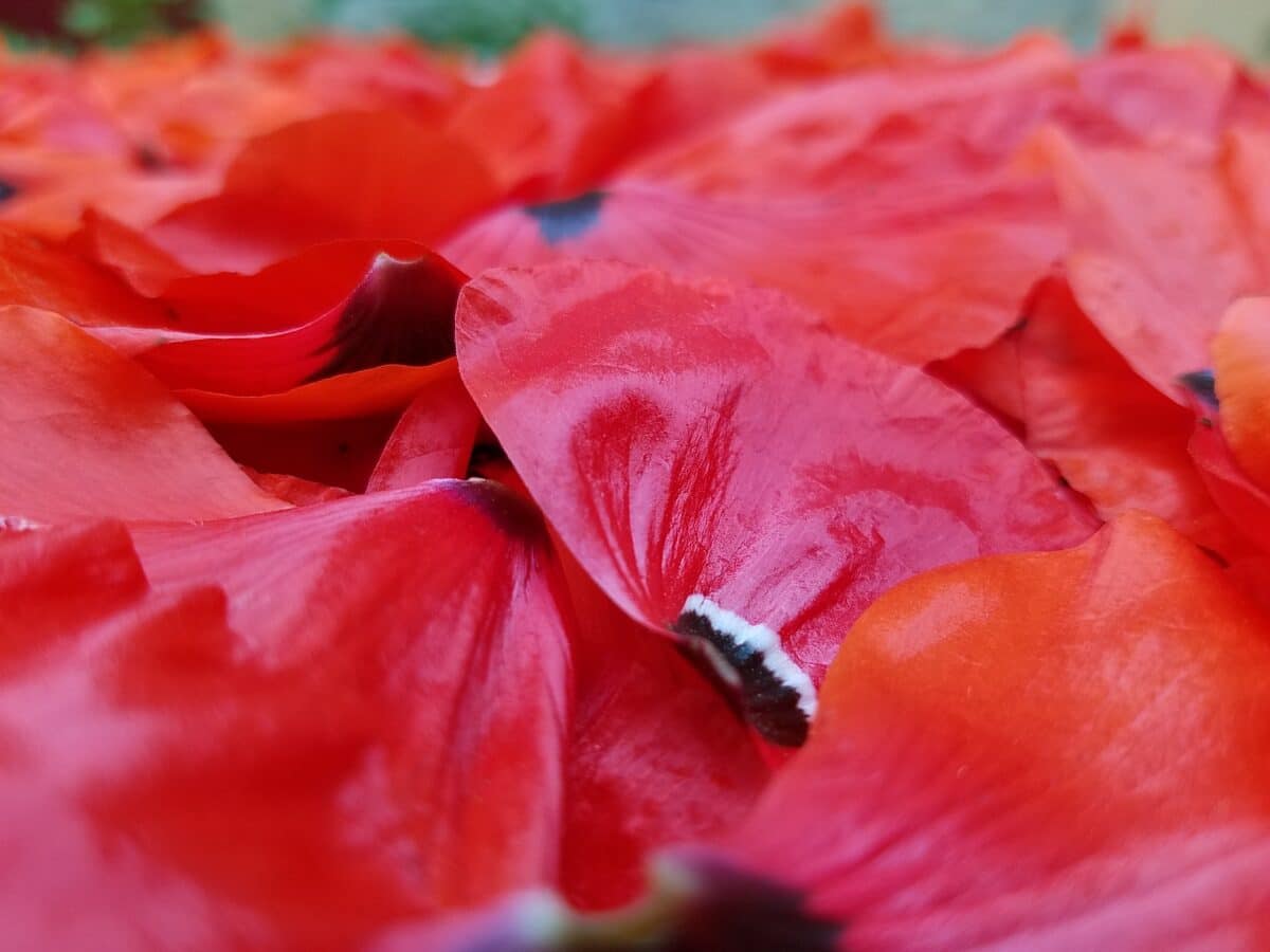 Macérât huileux de Coquelicot – Image 3