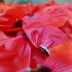 Huile florale "Morphée", huile de massage – Image 5