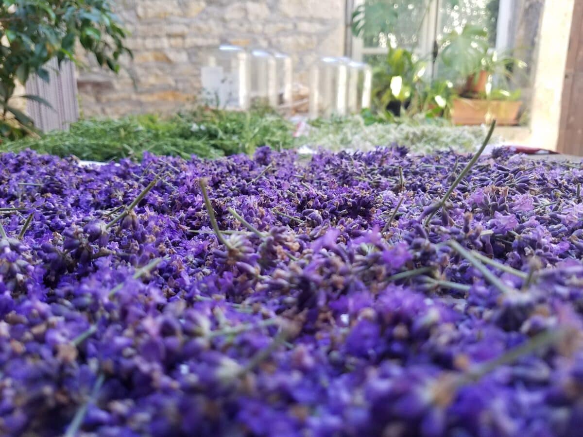 Lavande officinale de la ferme Cassiopée après cueillette