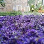 Lavande officinale de la ferme Cassiopée après cueillette