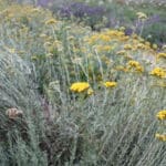 Hélichryse italienne, ferme de Cassiopée