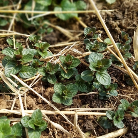 pousse de menthe poivrée