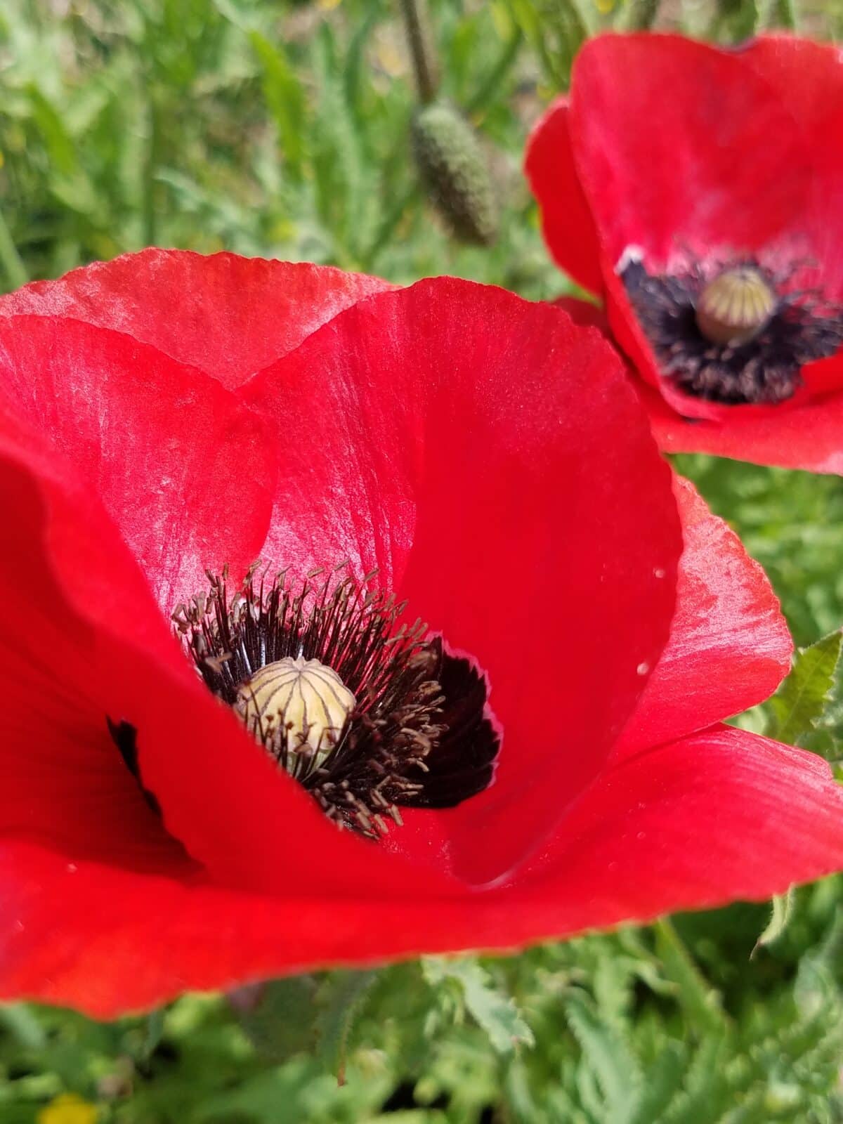 Coquelicot ferme Cassiopée