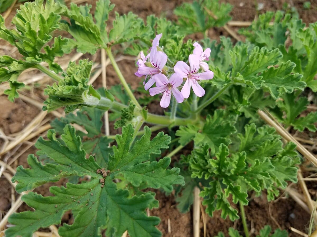 Géranium rosat – Image 3