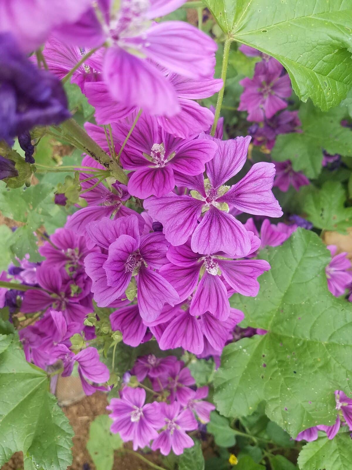 Mauve, ferme Cassiopée