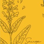 Eau florale de sauge sclarée, ferme Cassiopée