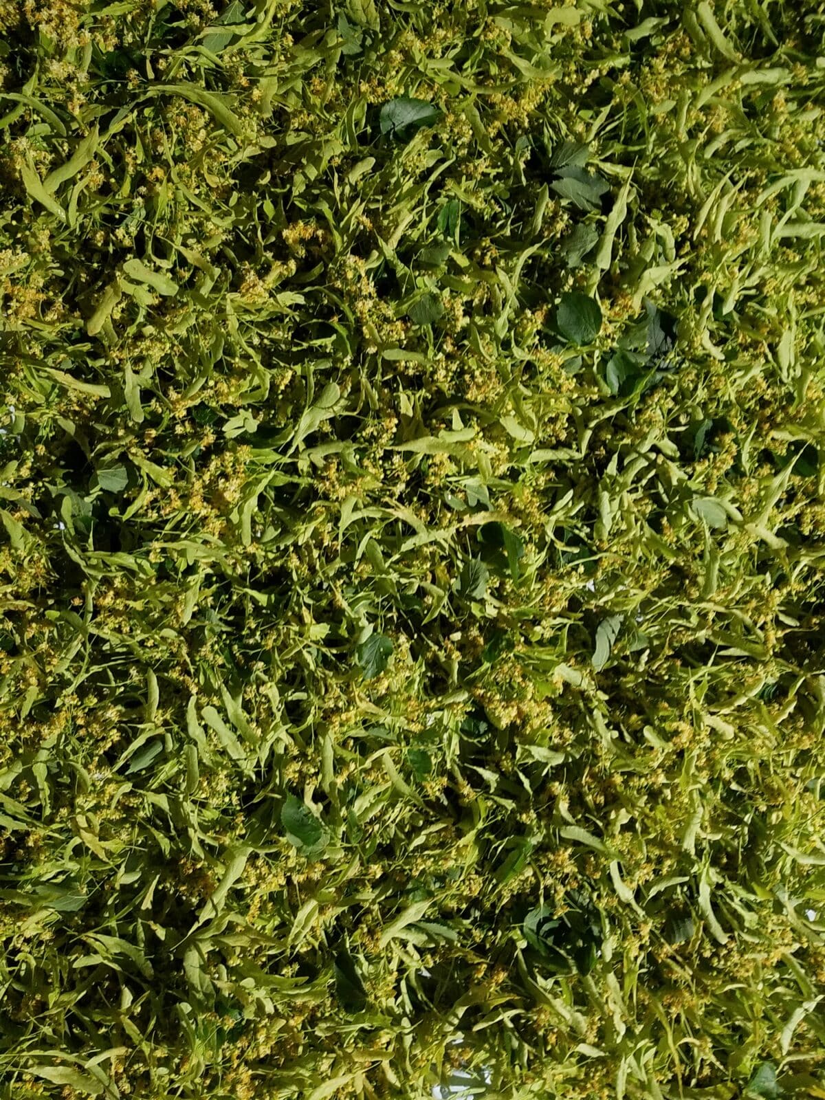 Hydrolat de tilleul