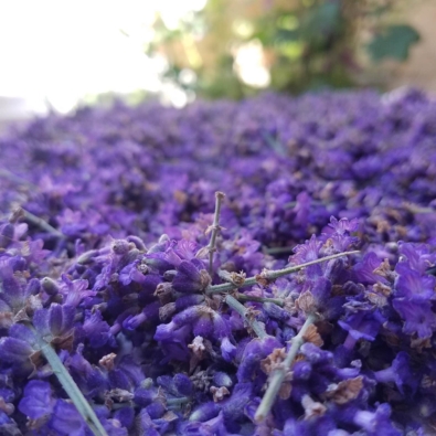 Fleurs de lavande de la ferme Cassiopée