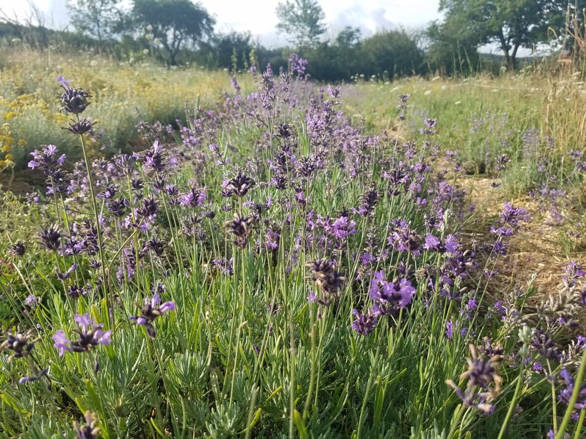 Macérât huileux de Lavande officinale – Image 4