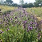 Huile essentielle de lavande officinale – Image 2