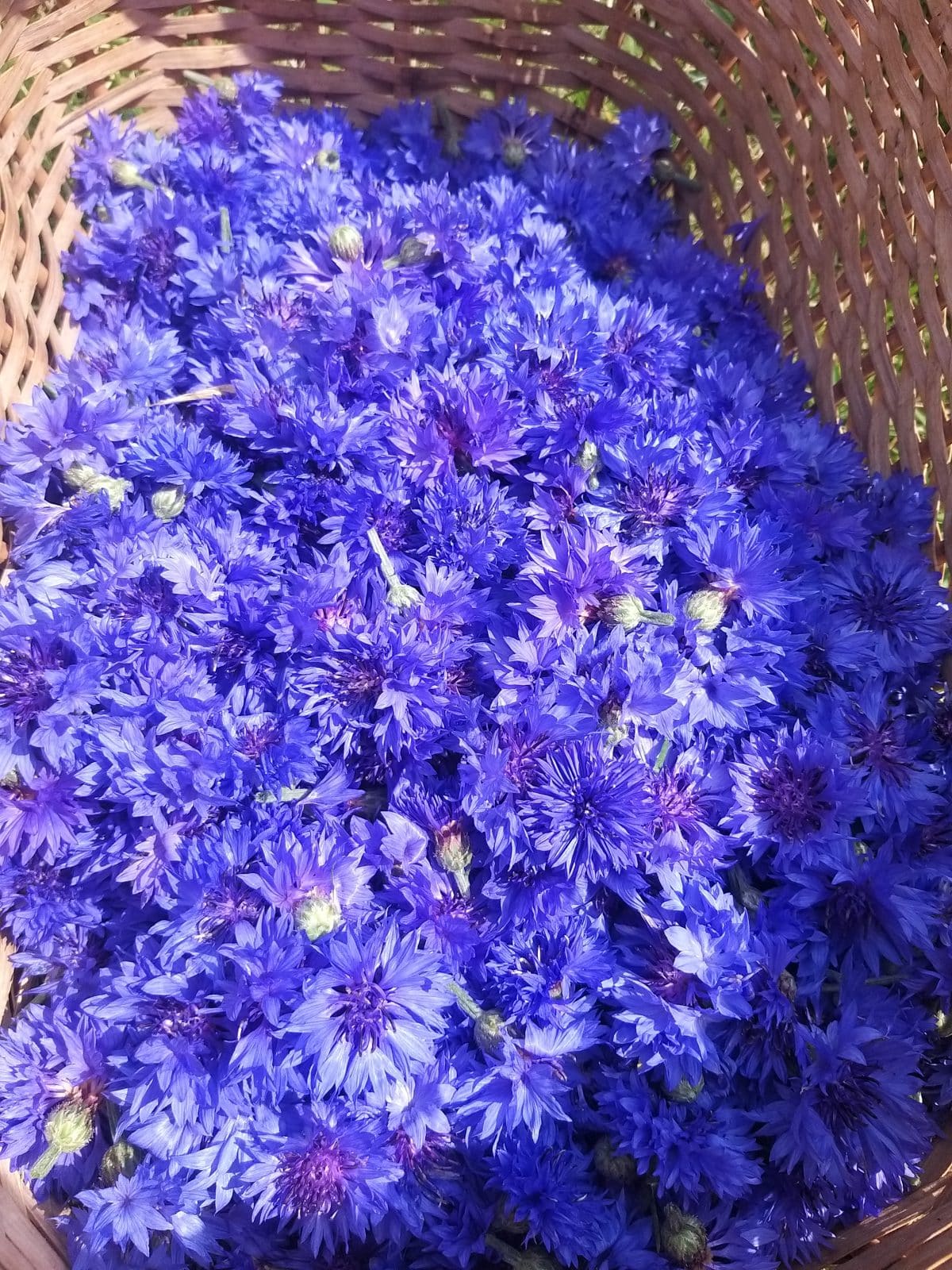 Bleuet – Image 3