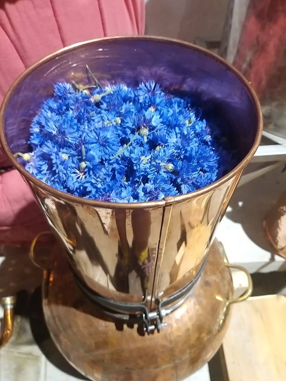 Bleuet – Image 2
