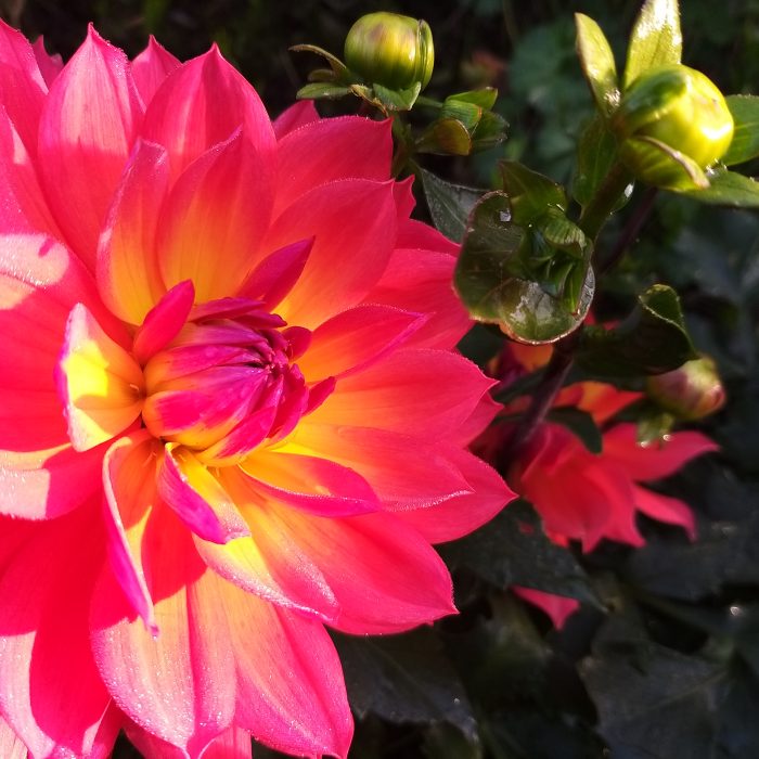 20250917 082721 - Cassiopée Jura