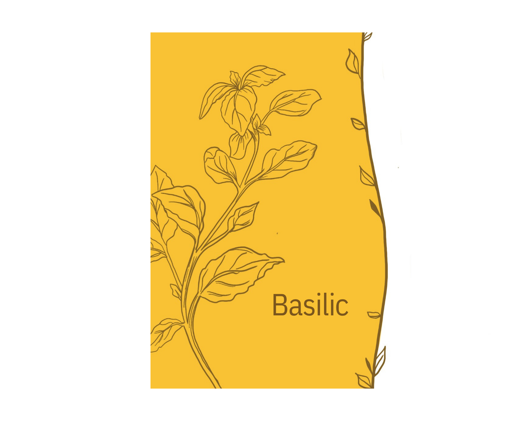 Basilic