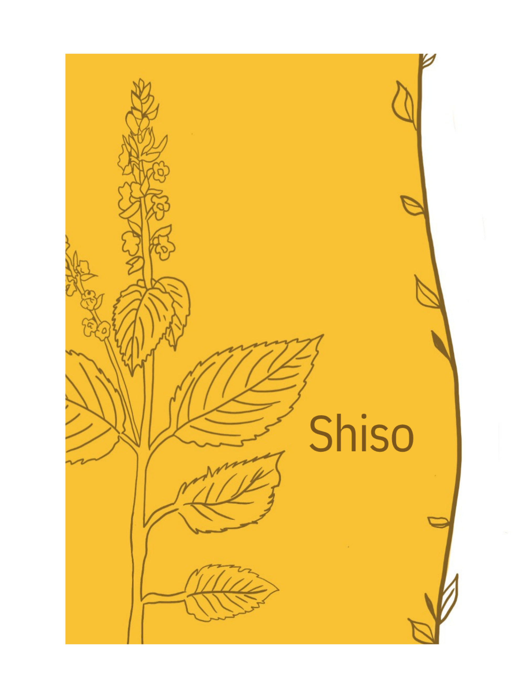 hydrolat shiso de la ferme Cassiopée Jura étiquette dessin