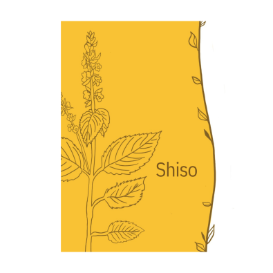 hydrolat shiso de la ferme Cassiopée Jura étiquette dessin